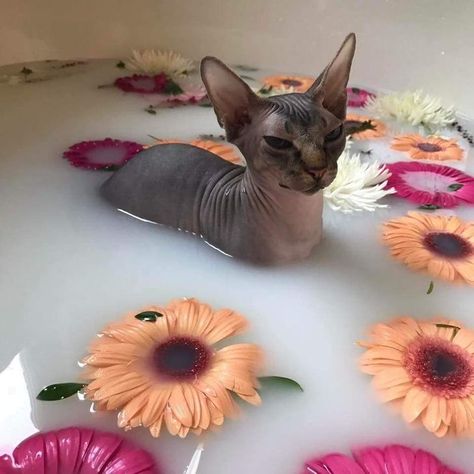 Hairless Kitten, Cute Hairless Cat, Hairless Cats, Sphinx Cat, Dream's Cat, Hairless Cat, Sphynx Cat, Funny Cat Memes, Cat Aesthetic