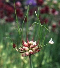 Wild Onion and Wild Garlic - Eat The Weeds and other things, too Foraging Plants, Garlic Plants, Wild Onion, Wild Foraging, Wild Onions, Edible Wild Plants, Foraged Food, Ocala Florida, Hiking Adventures