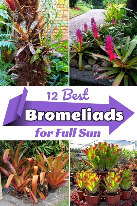 Want to give a tropical touch to your garden? Check out these Best Full Sun Bromeliads that'll add a splash of color to your green bed! Bromeliads Garden Ideas, Bromeliads Landscaping Outdoor, Bromeliads Landscaping Front Yards, Landscaping With Bromeliads, Colorful Florida Landscaping, Full Sun Container Ideas Tropical, Tropical Border Plants, Full Sun Bromeliads, Tropical Landscaping Full Sun