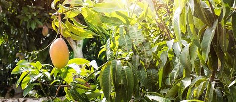 Tropical Food Forests Tropical Food Forest, Forest Gardening, Small Fruit Trees, Food Forests, Importance Of Trees, Edible Landscape, Forest Ecosystem, Tropical Food, Vegetable Farming