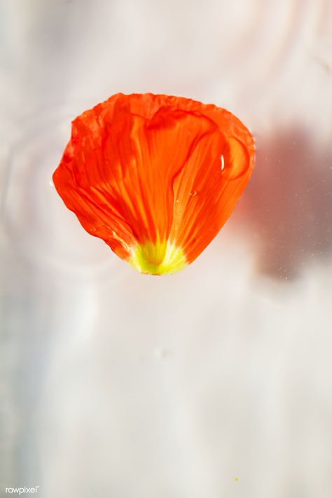 Close up of red poppy petal with water drops | premium image by rawpixel.com / Jira Poppy Petals, Flower Petal, Flower Petal Photography, Flower Petals In Water, Red Poppies Aesthetic, Flower With Water Droplets, Water Droplets On Flowers, Red Poppy Flower Aesthetic, Water Drop Vector