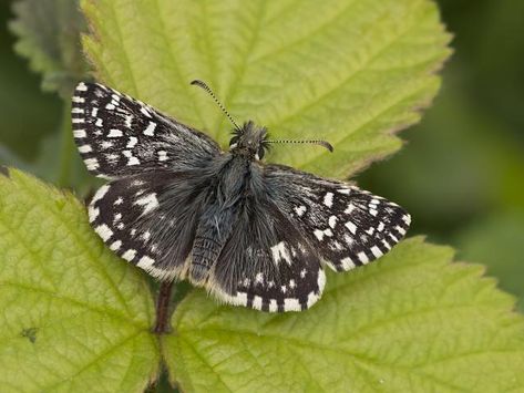 Dingy Skipper Skipper Butterfly, Butterfly Species, Silhouette Design Studio, British Wildlife, Science And Nature, Silhouette Design, Beautiful Butterflies, Silhouette Cameo, Moth