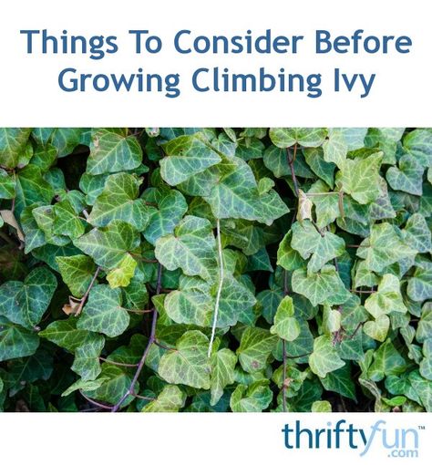 Ladders In The Garden, Vine Fence, Door Trellis, Common Ivy, Deck Shade, Climbing Ivy, Small Trellis, Boston Ivy, Small Fence