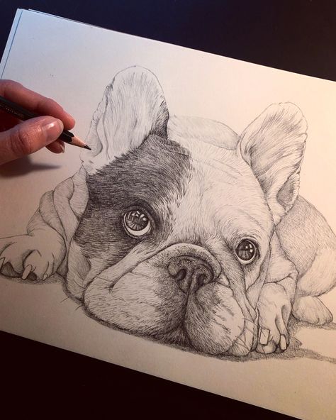 Frenchie dog portrait Frenchie Drawing, French Bulldog Drawing, Clipart Animals, Pet Drawing, French Bulldog Art, Pencil Drawings Of Animals, Frenchie Dog, Butterfly Art Painting, Bulldog Art