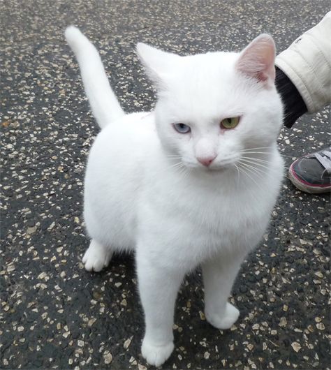 ALL White short-haired cat Short Haired White Cat, White Cat Shorthair, White Shorthair Cat, All White Cat, Russian White Cat, Dream Pet, Zen Den, Hogwarts Dr, Evil Cat