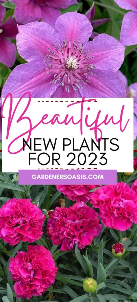 New Plants For 2023 (18 Of The Best New Perennials and Shrubs) | New Plants Full Sun Flowers, Pink Plants, Panicle Hydrangea, Sun Perennials, Perennial Shrubs, Pink Plant, Evergreen Plants, Spring Plants, Sun Plants