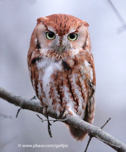 Owl Swooping Down, Clean Images, Eastern Screech Owl, Awesome Owls, Owl Photography, Red Owl, Sharp Photo, Screech Owl, Canon 6d