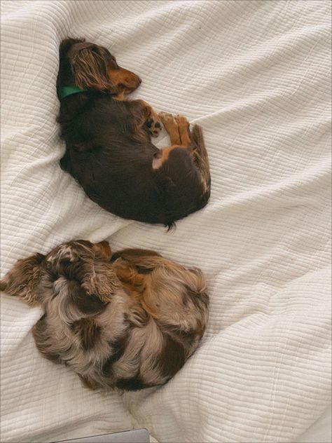 Dashound Aesthetic, Dachshund Puppy Aesthetic, Dashund Dog Aesthetic, Dachshund Aesthetic, Aesthetic Dachshund, Daschund Aesthetics, Dapple Dachshund Puppy, Weenie Dog, Dapple Dachshund