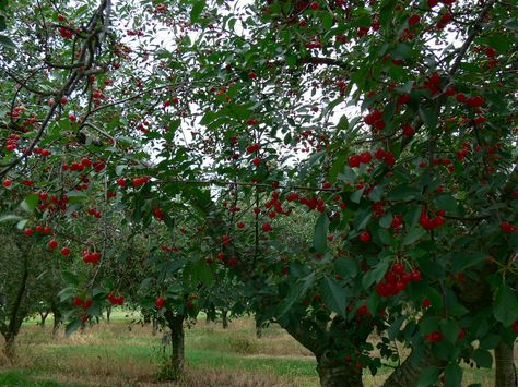 Cherry Orchards, Traverse City, MI Cherry Orchard Aesthetic, Cherry Farm, Orchard Garden, Cherry Orchard, Traverse City, Cherry Tree, Nature Aesthetic, Outer Banks, Childhood Memories