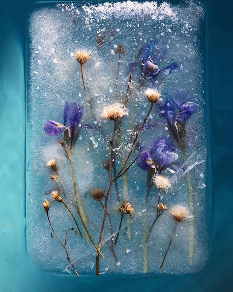 Photos of Frozen Flowers Capture the Paradoxical Beauty of Preservation and Destruction Flowers In Ice, South African Flowers, Ice Photography, Ice Art, Indoor Photography, African Flowers, Colossal Art, Unique Canvas, Japanese Artists