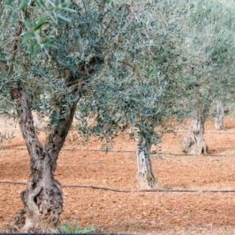 Olive trees will not produce fruits unless pollination takes place. Sweet Olive Tree, How To Grow Olives, Olive Tree Care, Olive Trees Garden, Olive Orchard, Growing Olive Trees, Olive Plant, Pecan Tree, Tree Growth