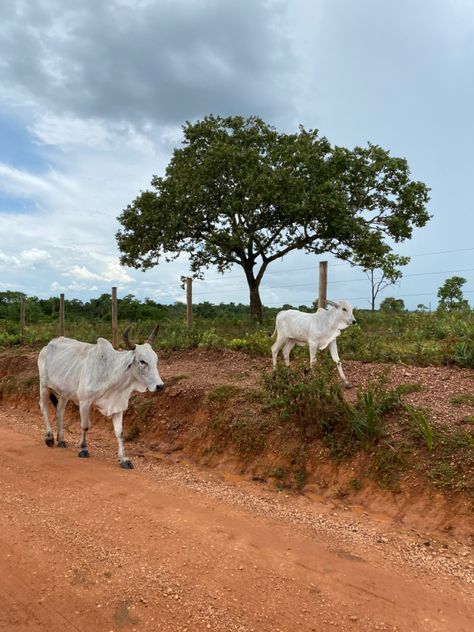 Brazil Countryside, Brazil Aesthetic, Aesthetic Summer, Farmer, Brazil, Manicure, Country Roads, Farmhouse, Pantanal