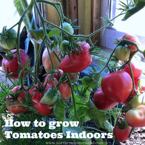 How to Grow Tomatoes Indoors Grow Tomatoes Indoors, Best Tasting Tomatoes, Growing Tomatoes Indoors, Growing Tomatoes From Seed, How To Grow Tomatoes, Tomato Growing, Tips For Growing Tomatoes, Growing Organic Tomatoes, Growing Tomato Plants