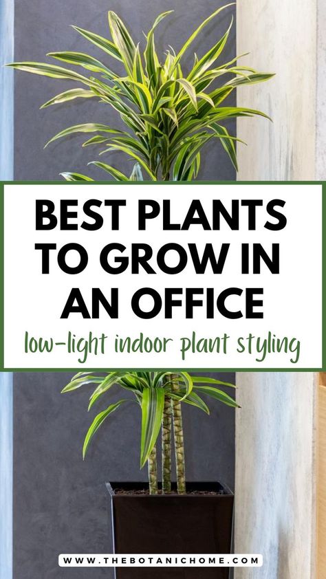 best desk plants for office with no windows to decorate office at work, featuring trendy indoor office plants for low sunlight spaces and stylish plant care ideas. Low Light Office Plants, Office Plants Ideas, Best Plants For Office, Home Office With Plants, Decorate Office At Work, Low Light Plants Indoor, Office Without Windows, Office With No Windows, Cubicle Plants