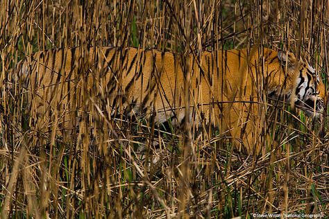 Behind the scenes Cats Species, Wild Cat Species, Cat Species, Animal Hide, Animals Amazing, A Tiger, Photo Essay, In The Wild, Big Cats