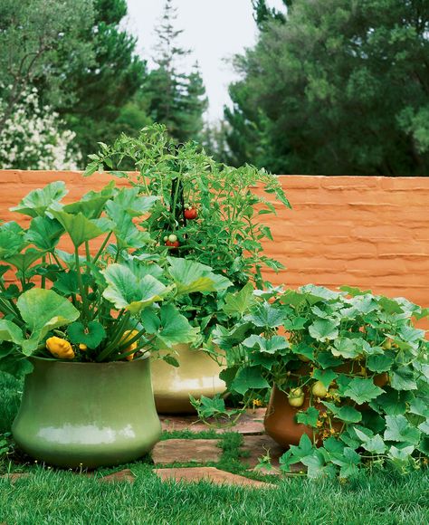 How to Grow Vegetables in Pots | All you need is a big container, potting soil, and a spot that gets six hours of sun. Here’s how to get started Vegetable Container Garden, Garden In Pots, Vegetables In Pots, Gardening Containers, Gemüseanbau In Kübeln, Diy Container, Patio Gardens, Growing Vegetables In Pots, Edible Landscape