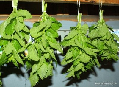 How to Harvest and Dry Lemon and Lime Balm - Getty Stewart Frontier Living, Lemon Balm Uses, Lemon Balm Recipes, Lemon Balm Plant, Rhubarb Tea, Herbs Growing, Storing Lemons, Gardening Journal, Harvesting Herbs