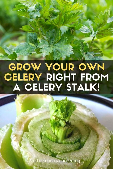 How To Grow Celery From Stalk Indoors, How To Plant Celery From Stalk, Celery Growing From Stalk, Planting Celery From Stalk, Grow Celery From Scraps, Celery Planting How To Grow, Growing Celery In Garden, Grow Celery From Stalk Indoors, How To Plant Celery