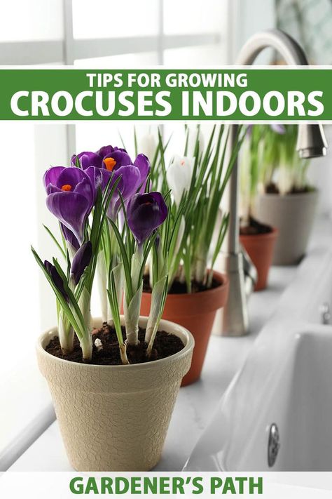 Forced Bulbs Indoors, Growing Bulbs Indoors, Bulb Garden, Crocus Bulbs, Growing Bulbs, Vegetable Benefits, Garden Herbs, Crocus Flower, Health And Vitality