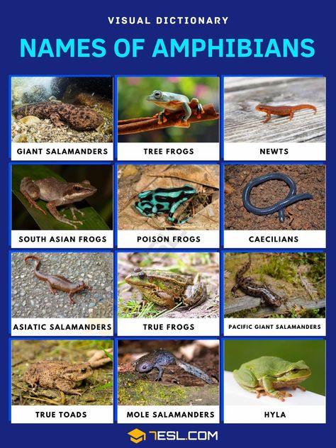 Types Of Amphibians, List Of Amphibians, Amphibians Animals Chart, Amphibians Chart, Amphibians Animals, Wall Magazine, Giant Salamander, Animals Name In English, Red Moles