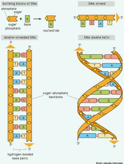 DNA Double Helix Jacobs Ladder Dna Double Helix Model, Dna Model Project, Dna Activities, Dna Facts, Protein Folding, Bible Codes, Dna Structure, Computational Biology, Dna Project