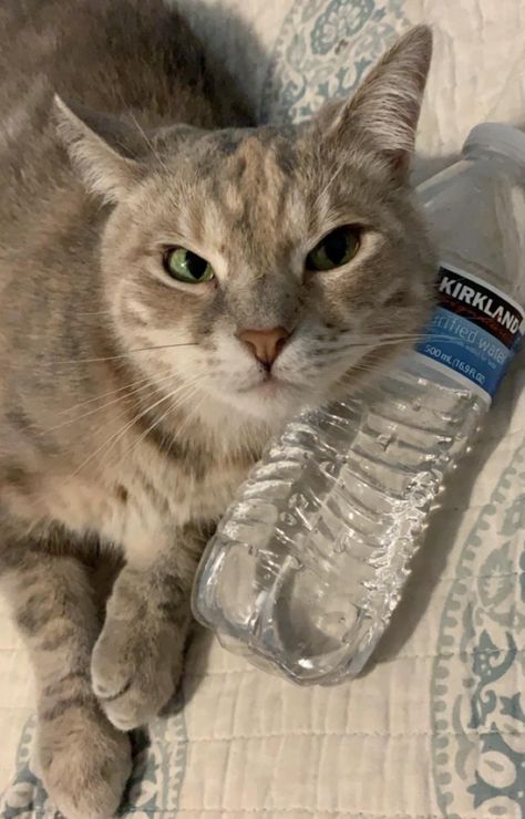 water fiend Cat Water Bottle, Cats Pictures, Silly Cats Pictures, Cat Drinking, Feline Animals, Pets Funny, Cats Cute, About Cats, Cute Kittens