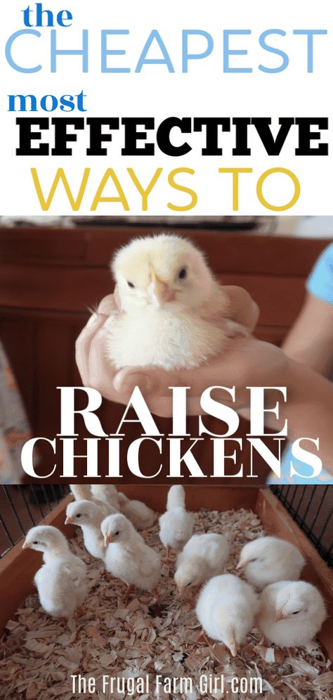 Diy Chicken House Cheap, Cheap Diy Chicken Coop, Cheap Chicken Run Ideas, Chicken Furniture, Chickens 101, Animal Farming, Dream Homestead, Baby Chicks Raising, Chicken Care