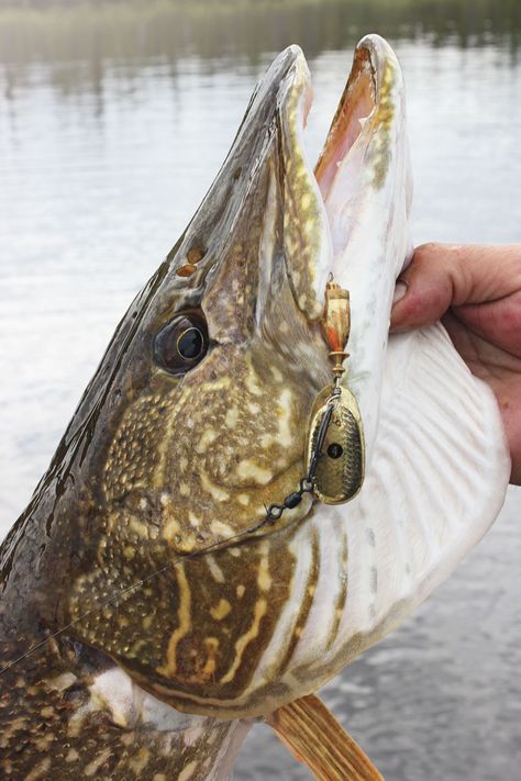 Wollaston Lake sprawls across 883 square miles of northern Saskatchewan, its many shallow bays - In-Fisherman Pike Tattoo, Muskie Fish, Pike Art, Fishing Florida, Fish Reference, Fish Mounts, Musky Fishing, Northern Pike, Unique Fish