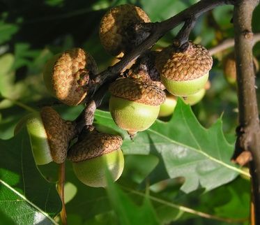 How to Identify Red Oak, Black Oak, & Burr Oak Trees Acorn Tree, Live Oak Tree, Red Oak Tree, Oak Acorn, Plant Pathology, Burr Oak, Bonsai Seeds, Live Oak Trees, Seed Shop