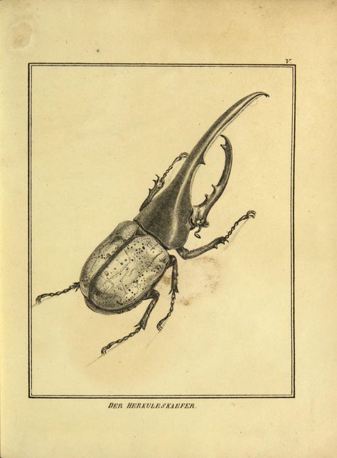 Beetle Drawing, Bugs Drawing, Beetle Illustration, Rhino Beetle, Hercules Beetle, Beetle Tattoo, Bug Tattoo, Art Alevel, Tattoo Portfolio