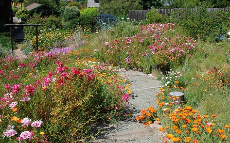 DSC_2240 Pollinator Garden Design, California Native Garden, Low Water Gardening, Native Gardens, Native Plant Gardening, California Garden, Bee Garden, Low Maintenance Landscaping, Wildflower Garden