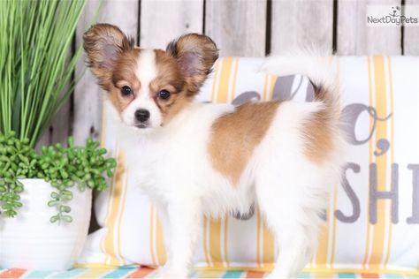 Precious: Papillon puppy for sale near Columbus, Ohio | c62c76ba-a571 Papillon Puppies For Sale Near Me, Papillon Puppies For Sale, Papillon Puppies, Papillon Puppy, Puppies For Sale Near Me, Puppy For Sale, Columbus Ohio, Happy Dogs, Puppies For Sale