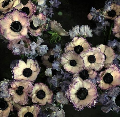 Goth Garden, Aquarius Rising, Dark Florals, Gothic Garden, Baldurs Gate, Dark Flowers, Anemone Flower, Nothing But Flowers, Flower Therapy