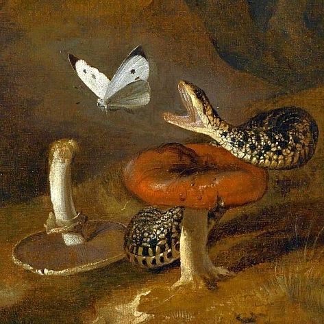 Still Life Butterfly, Snake And Butterfly, Dutch Paintings, Wilted Rose, Flash Ideas, Dutch Still Life, Red Tent, Rennaissance Art, Arte Inspo