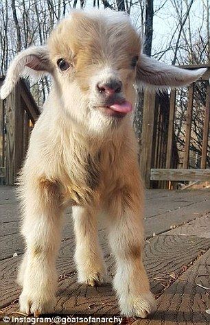 Leanne Lauricella, from Mansfield Township, New Jersey, left her job in New York City to take care of goats and other animals in her backyard full-time. Her collection includes several goats, a horse and a pig. Regnul Animal, Cele Mai Drăguțe Animale, Baby Goat, Cute Goats, Animale Rare, Baby Goats, Baby Animals Funny, Cute Animal Pictures, Cute Creatures