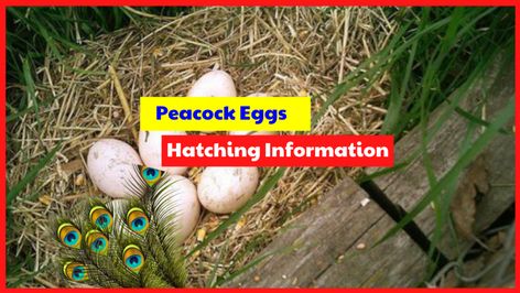 Guinea Fowl Coop, Peacock Eggs, Egg Hatching, Tropical Africa, Darkest Black Color, Dark Grey Background, Guinea Fowl, Keeping Chickens, Lost & Found