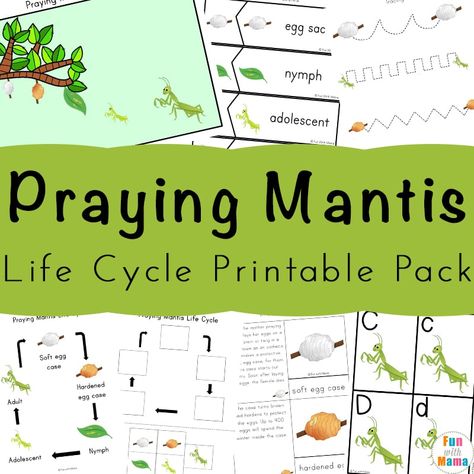 This Preying Mantis Life Cycle Printable Pack is full of literacy and math activities that are engaging and exciting for kids. Praying Mantis Life Cycle, Wild Schooling, Life Cycle Worksheet, Cycle For Kids, Nature Club, Animals Activities, Bugs Preschool, Life Cycles Activities, Summer Science