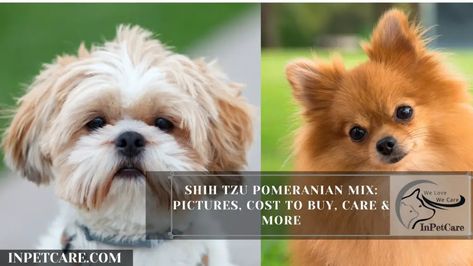 I hope you have probably heard of a Shiranian (Shih Tzu Pomeranian Mix) if you didn't - here is what you need to know about Shiranian (With Pictures). Shih Tzu Pomeranian, Pomeranian Mix, Shih Tzu Puppy, Maltese, Shih Tzu, I Hope You, Cute Dogs, Need To Know, Daisy