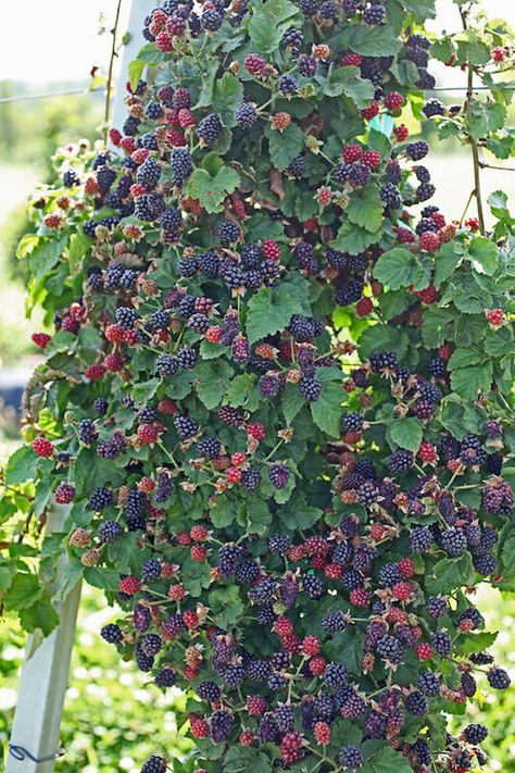 15 Fruits That Grow on Vines | List of Climbing Fruits Grow Blackberries, Fruit Garden Layout, Growing Blackberries, Berry Garden, Vertical Garden Design, Landscaping Flowers, Landscaping Simple, Jardim Diy, Garden Layout Vegetable