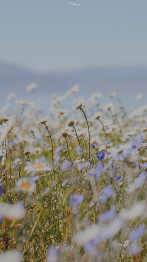 Wild Flowers Aesthetic Wallpaper, Minimal Photo, Alone In The Dark, Flowery Wallpaper, Aesthetic Flowers, Wallpaper Nature Flowers, Iphone Background Wallpaper, Beautiful Blooms, Flower Field