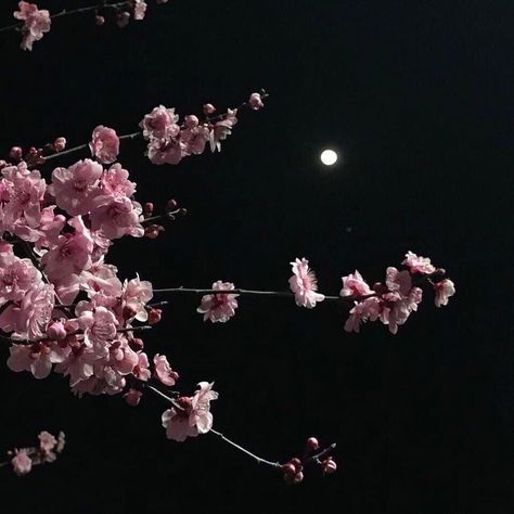 pink, black e aesthetic imagem no We Heart It Black And Aesthetic, Japan Flowers, Theme Nature, Dark Paradise, Pastel Pink Aesthetic, Night Vibes, Aesthetic Themes, Night Aesthetic, Aesthetic Grunge