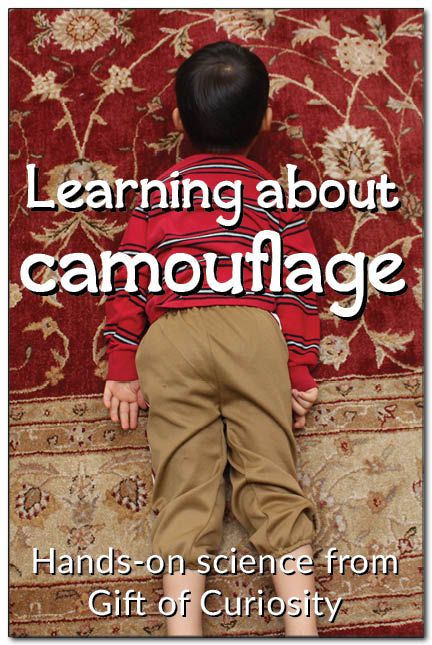 A hands-on science lesson about camouflage for preschoolers or early elementary students. Camoflauge Science Activities, Camouflage Activities, Zoo Lessons, Literature Activities, Stem For Kids, Social Studies Activities, Science Activities For Kids, Learning Science, Preschool Science