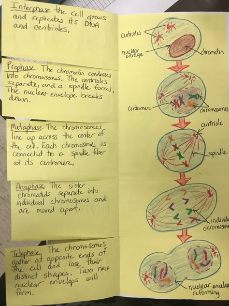 Mitosis foldable by Cthomasbiology Mitosis Worksheet, The Cell Cycle, Science Cells, Biology Projects, Biology Resources, Biology Classroom, High School Biology, Cell Cycle, Write Notes