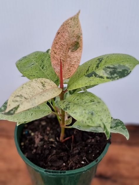 Ficus Shivereana, Wishlist Plants, Plant Goals, Plant Care Houseplant, Leafy Plants, Inside Plants, Rubber Plant, Pink Plant, Ornamental Plants