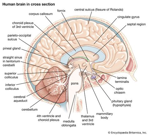 brain | Definition, Parts, Functions, & Facts | Britannica Human Brain Parts, Parts Of Brain, Gap Junction, Caudate Nucleus, Observable Universe, Brain Parts, Brain Models, Human Nervous System, Corpus Callosum