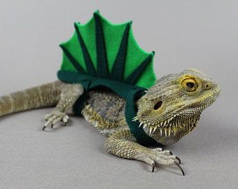 Bearded Dragon Costumes, Fancy Bearded Dragon, Felt Beard, Lizard Costume, Bearded Dragon Clothes, Bearded Dragon Diy, Frog Activities, Bearded Dragon Habitat, Bearded Dragon Cute