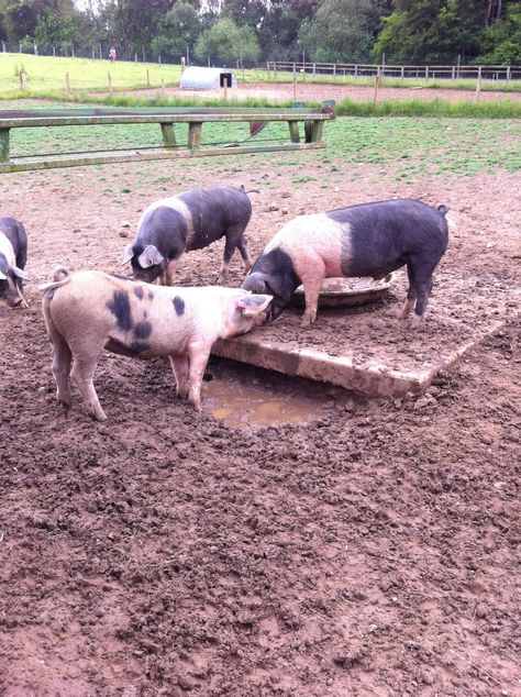 Pigs @ Buckleberry Farm Hog Farm, Pig Farm, Pig Farming, Farm Life, Pigs, Farm Animals, Animals