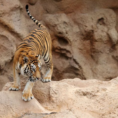 Tiger Walking, Tiger Artwork, Cat Anatomy, Tiger Pictures, Cat Reference, Exotic Cats, Exotic Animals, Awesome Animals, Cat Pose