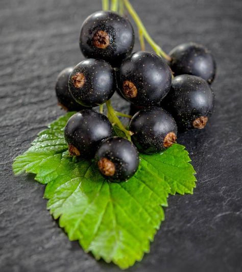 Black Currant Plant, Black Currant Recipes, Cherry Fruit Tree, Currant Recipes, Grow Blueberries, Cheesecake Blueberry, Cake Blueberry, Growing Blueberries, Fruit Packaging