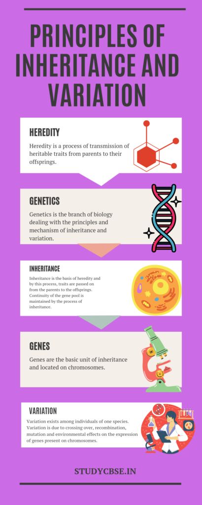 Principles of Inheritance and Variation MCQ | Class 12 | Biology | Chapter-5 2021 Heredity: Inheritance And Variation Notes, Genetics Notes Biology Class 12, Inheritance And Variation Notes, Class 12th Biology Notes, Principle Of Inheritance And Variation, Inheritance Biology, Class 12 Biology Notes, Principles Of Inheritance And Variation, Zoology Notes